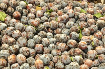 Pile of plums and their leaves in market. Plum is a tasteful, good sweet fruit that contains water, carbohydrates and vitamins with many health benefits. 