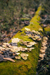 Moss and Fungus growing on fallen tree in the forest.