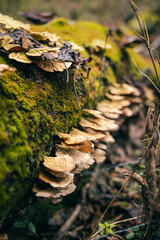 Moss and Fungus growing on fallen tree in the forest.