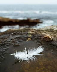 Feather in the ocean