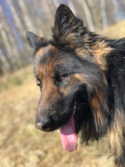 Fototapeta premium german shepherd dog