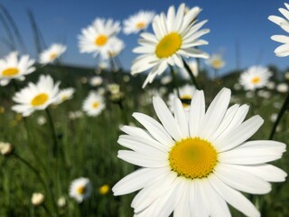 Fototapeta premium daisies in the field