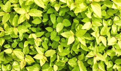 Abstract bunch of leaves blossom around Flowering of dubrawy spirea Spiraea chamaedryfolia , nature background of green leaves.