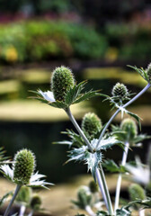 Eryngos plant, Green Echinops sphaerocephalus, globe-thistle, close-up, selective focus, on blurred natural green background