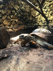giant island tortoise