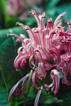Close up macro shot of a Justicia carnea a summer autumn flowering evergreen shrub plant with a pink summertime flower commonly known as Brazilian Plume, stock photo image