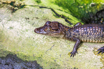 Caiman