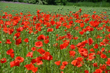 red poppies on the meadow in summer, red poppies