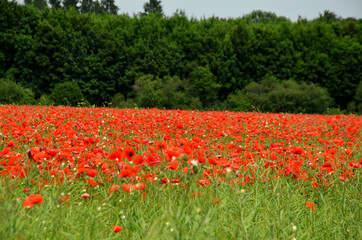 Plakat red poppies on the meadow in summer, red poppies