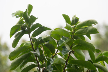 Fototapeta na wymiar Treetops Green Leaf of High Tree