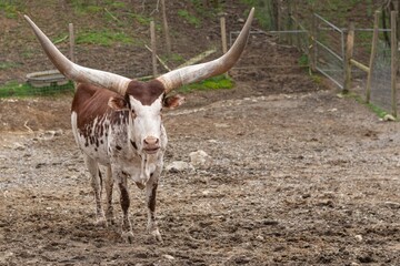 Long horn steer bull on the farm