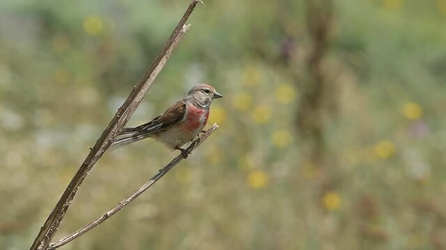Common linnet bird (Linaria cannabina) swing by the wind on a dry stick and flying away.