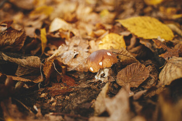 Beautiful mushroom boletus with brown cap in autumn leaves in sunny autumn woods. Boletus edulis. Edible Porcini mushroom growing in fall woods. Tasty delicious fungi. Copy space