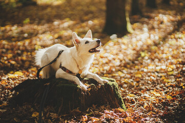 Fototapeta premium Cute dog training on old stump in sunny autumn woods. Adorable swiss shepherd white dog in harness and leash in beautiful fall forest. Hiking with pet