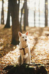 Cute dog sitting on old stump in sunny autumn woods. Adorable  swiss shepherd white dog in harness...