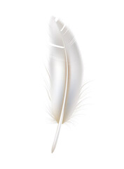 Vector realistic peacock peafowl white feather 3d