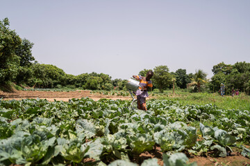 Big cabbage field with a little girl watering the plants out of a heavy metal can, somewhere in Africa