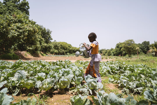 Serious small black African girl lifting a heavy metal watering can stanging in a cabbage field under a hot blue sky