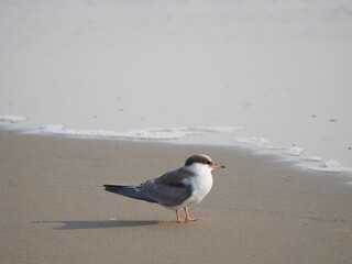 tern on Maine shore