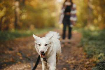 Fototapeta premium Cute dog walking on background of stylish woman traveler owner in sunny autumn woods. Traveling with pet, loyal companion. Young female hipster hiking with swiss shepherd white dog.