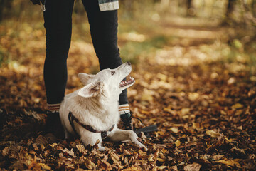 Cute dog sitting at owner legs in autumn woods. Traveling with pet, loyal companion. Stylish young hipster woman in boots hiking with sweet white swiss shepherd dog in fall forest. Wanderlust