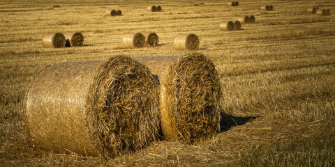 round bales of golden straw on a field with stubble after harvest. agricultural landscape
