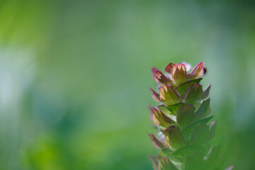 Close-up of common self-heal plant (Prunella vulgaris) with pleasant summer greenery of wildflower  meadow in background