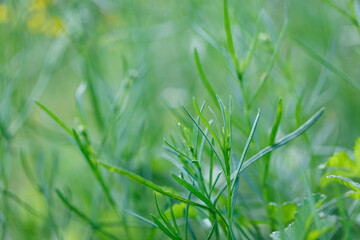 Pleasant summer greenery of wild flowers and leaves in beautiful wild meadow. Delicate new life and growth concept.