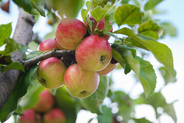 Delicious red and yellow apples growing on apple tree in organic orchard in Vaud, Switzerland during summer season
