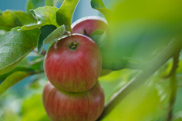 Appetising red apples growing on apple tree in organic orchard in Vaud, Switzerland during summer season