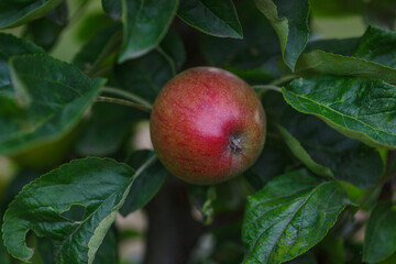 Appetising red apple growing on apple tree with green leaves in organic orchard in Vaud, Switzerland