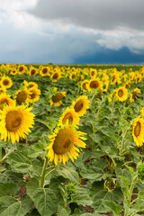 Fototapeta premium Storm Clouds over Sunflower Blooming in Fields