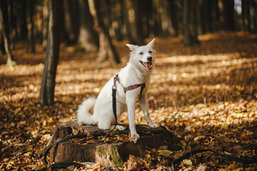 Cute dog sitting on old stump in sunny autumn woods. Adorable  swiss shepherd white dog in harness and leash relaxing in beautiful fall forest. Hiking with pet
