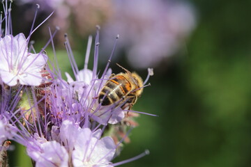 abeille butinant de la phacélie