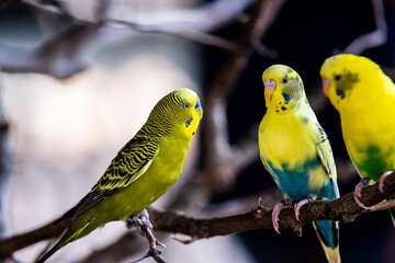 Budgerigar