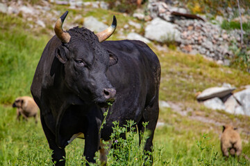 Toro negro pastando en la chacra, torillo, vaca