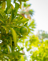 green lime fruits grow on a branch
