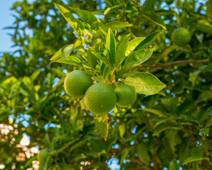 green lime fruits grow on a branch
