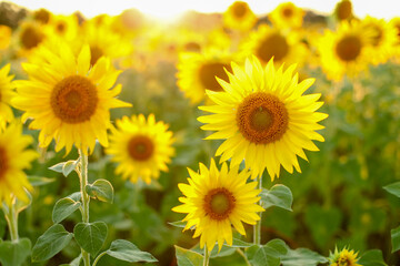 Obraz premium field of sunflowers, sunflowers in the field, sunflower field in summer