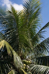 Fototapeta premium Coconut palm (Cocos nucifera) with its fruits in the city of Rio de Janeiro, Brazil