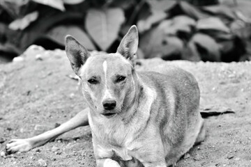 portrait of a dog