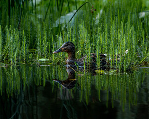 Duck in the lake