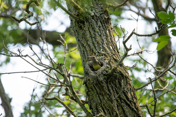 Great Crested Flycatcher (Myiarchus crinitus) during nesting