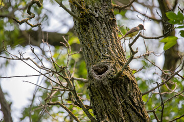 Great Crested Flycatcher (Myiarchus crinitus) during nesting
