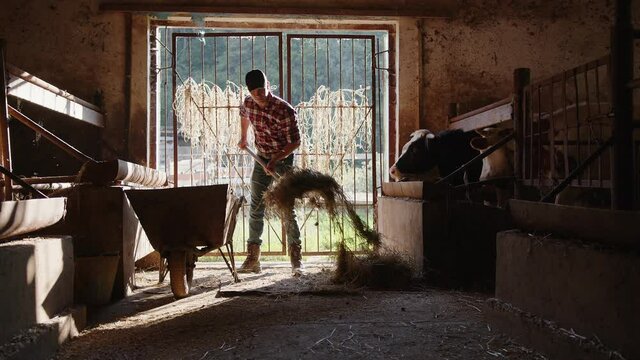 A farmer throws hay in a wheelbarrow to feed all the cows on his farm