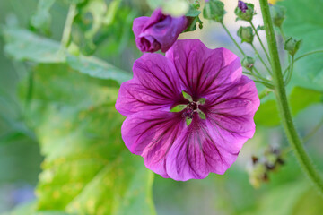 Fototapeta premium Wild mallow, malva sylvestris