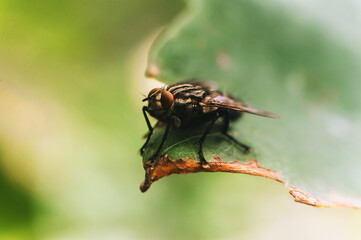 A fly, an insect sits on a green leaf close-up. Macro photography.