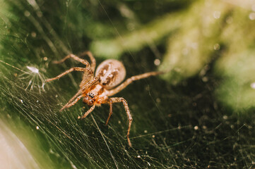 Hairy large spider close-up in its web.