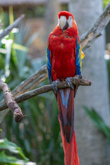red and yellow macaw