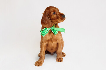 charming Irish setter puppy of brown color on a white background